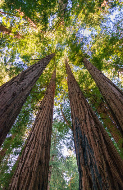 istock Towering Pines, Muir Woods National Monument 2200345271