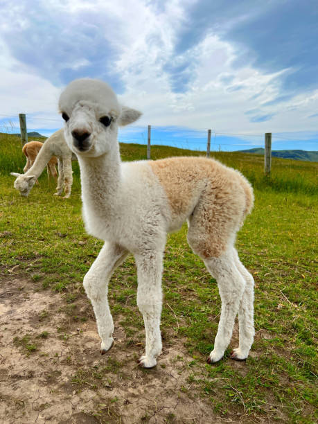 istock alpaca on the farm 2200349170