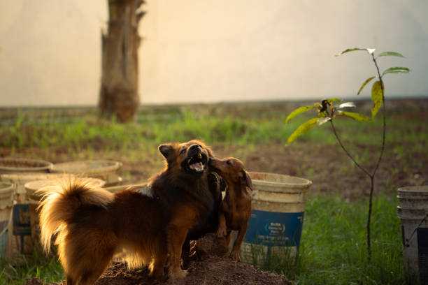 French bulldogs and Chinese farm dogs are happily running and playing in the outdoor yard.