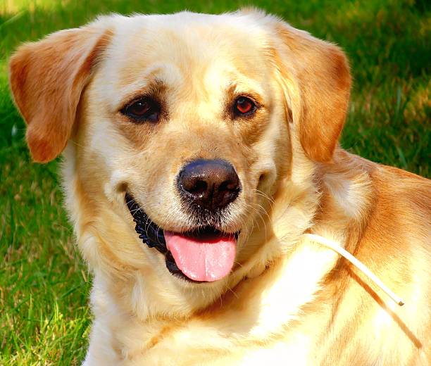 istock labrador dog portrait 2200352260