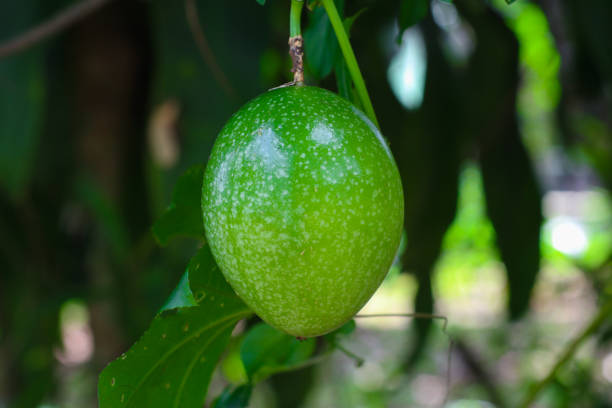 istock one green passion fruit on a tree in an Indonesian garden 2200353331