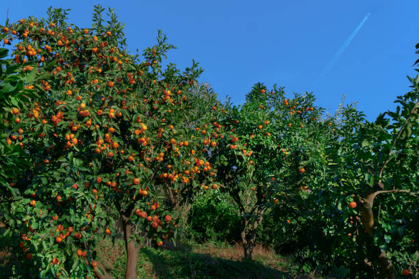 istock Beautiful tangerine orchard against the blue sky 2200353680