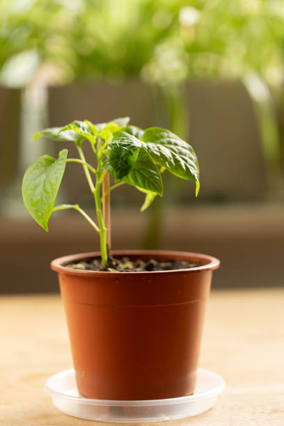 istock Young pepper plant on the table by the window 2200355427