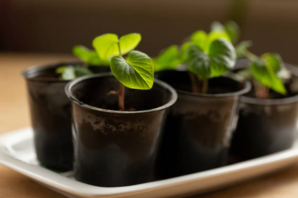 Small sweet potato seedlings in pots on a wooden table
