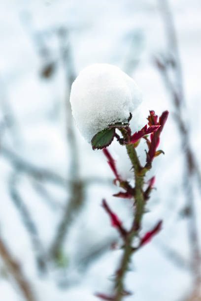 istock The frozen rose in winter 2200355809