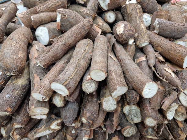 istock A bunch of cassava 2200357136