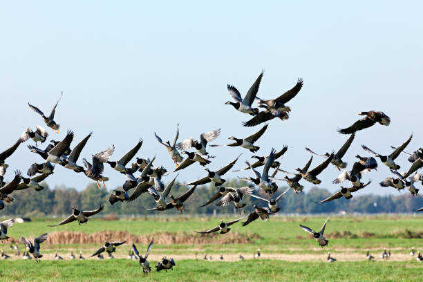 istock Wild geese lift off 2200358383