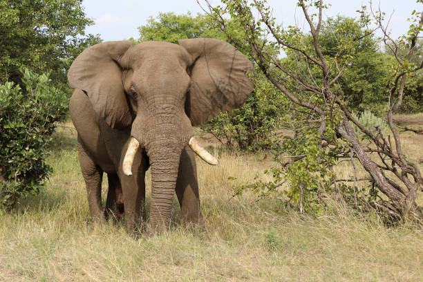 istock Afrikanischer Elefant / African elephant / Loxodonta africana 2200359955
