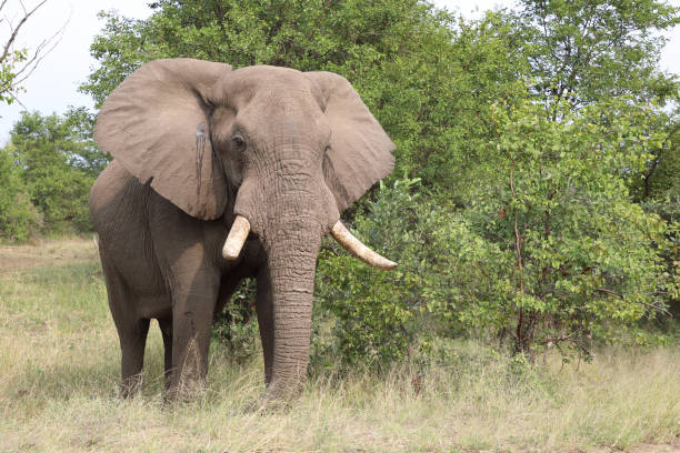 istock Afrikanischer Elefant / African elephant / Loxodonta africana 2200360196