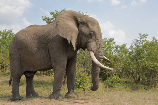 istock Afrikanischer Elefant / African elephant / Loxodonta africana 2200360768