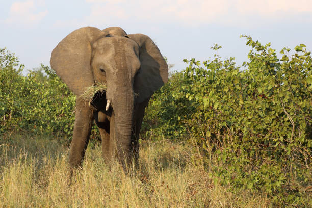 istock Afrikanischer Elefant / African elephant / Loxodonta africana 2200361315