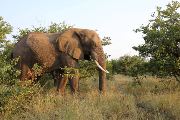 istock Afrikanischer Elefant / African elephant / Loxodonta africana 2200361537