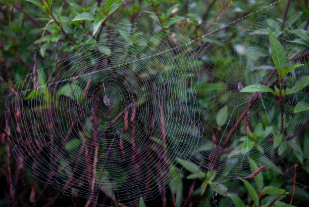 istock Close-up photo of spider web at park. 2200364268