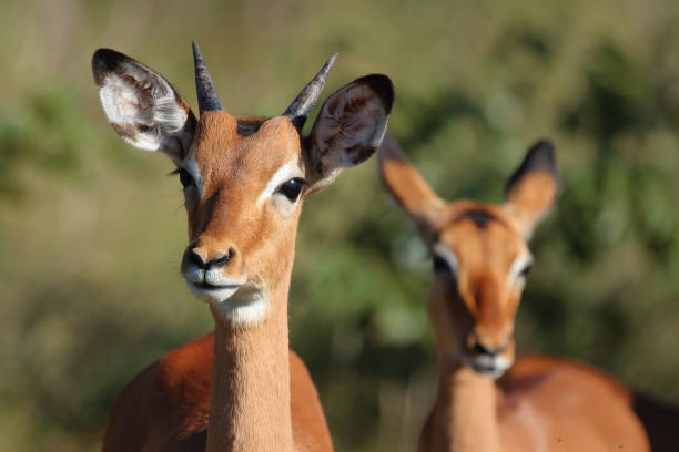 istock Schwarzfersenantilope / Impala / Aepyceros melampus 2200364443