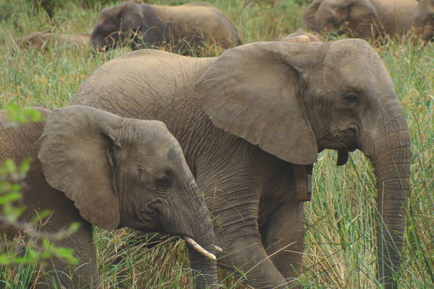 Two elephants walking together through dense grass near a water source in Phinda, South Africa