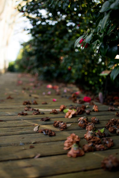 autumn leaves