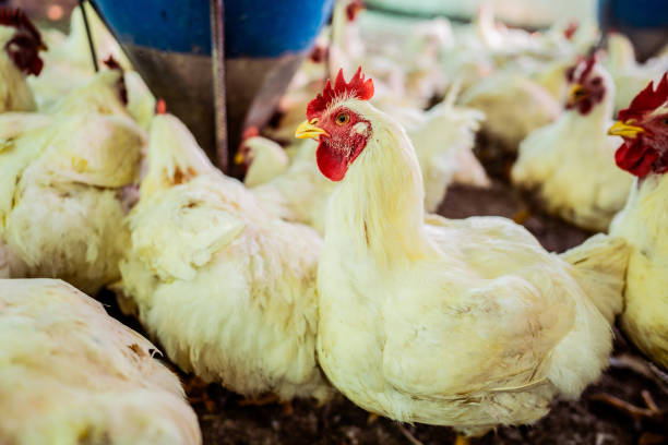 Hens in a chicken coop