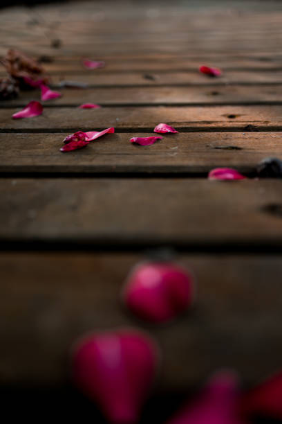 Rustic wooden pathway adorned with scattered pink camellia petals in natural light.