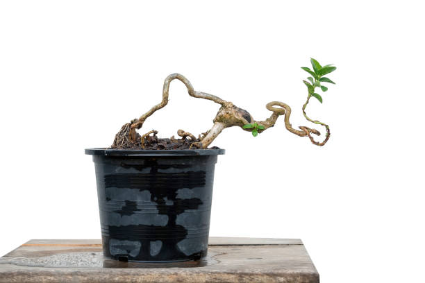 istock The Premna tree is in the process of creating a bonsai. 2200370198