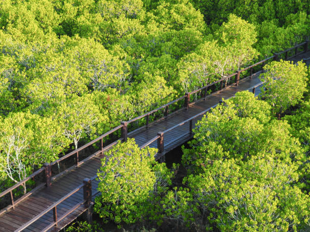 istock Wooden boardwalk winding through verdant mangrove ecosystem, filtering sunlight and creating tranquil landscape representing thailand's lush coastal environment 2200371318