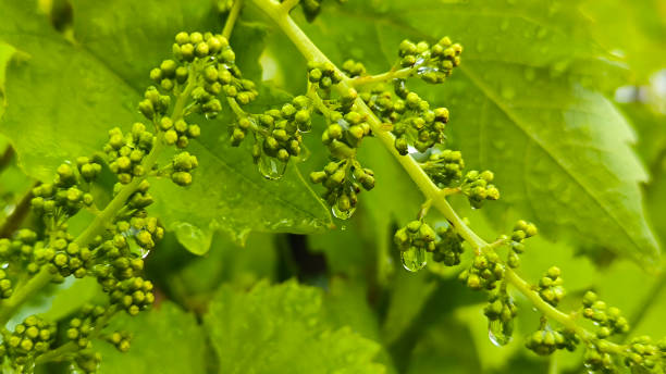 istock blooming grapes in vineyard close up 2200371695