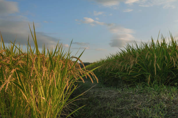 istock Rice fields at dusk, ears of rice in autumn, before harvest 2200371936