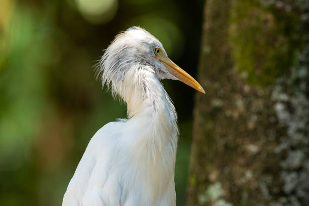 The cattle egret is a cosmopolitan clade of heron. Can easily be found in tropics, subtropics, warm-temperate zones, manly in Asia, Africa and Europe.