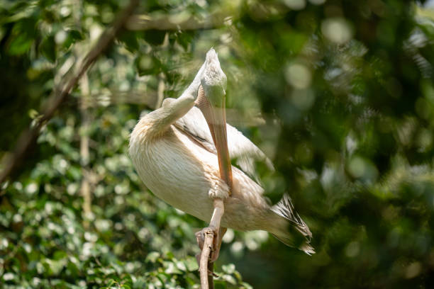A spot-billed pelican perches gracefully amidst lush green foliage, surveying its surroundings with a watchful eye.