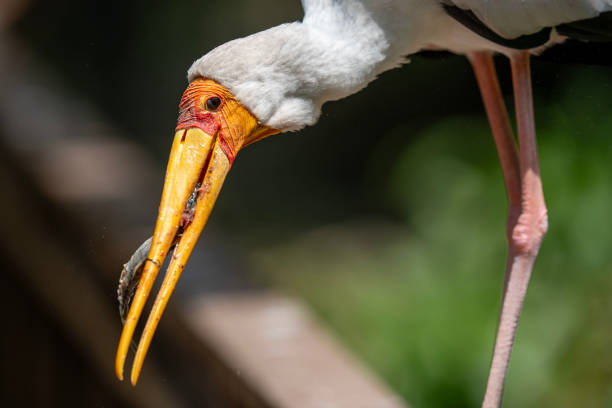 Yellow-billed stork (Mycteria ibis), large African stork having sardines for lunch.