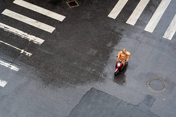 Pedestrians crossing a crosswalk in Thailand