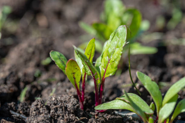 istock Young green beetroot plans on a path in the vegetable garden 2200376758