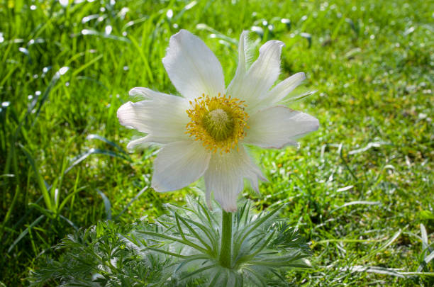 Two blooming spring flowers Pulsatilla Vulgaris Alba on sunny day.