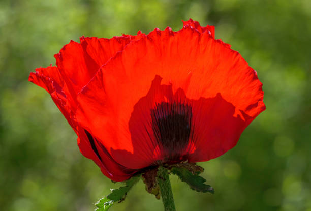 istock Oriental poppy, Papaver orientale 2200378140
