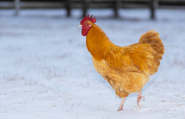 istock Buff chicken rooster tip toeing on the snow 2200378850