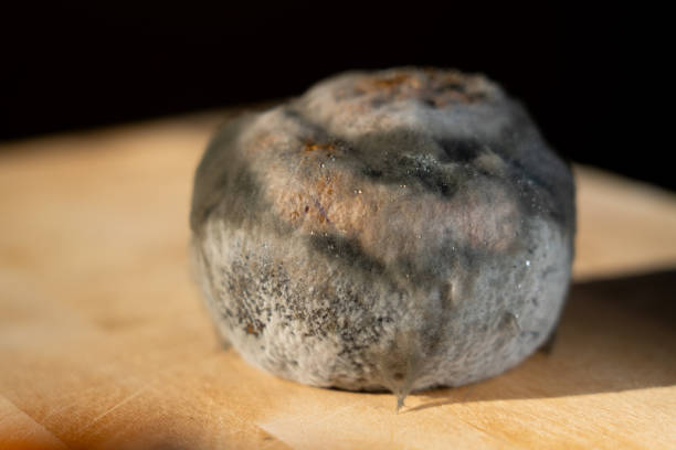 Isolated of a moldy orange