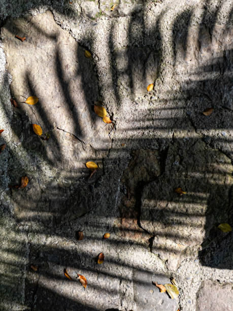 istock Shadows of a palm 2200382686