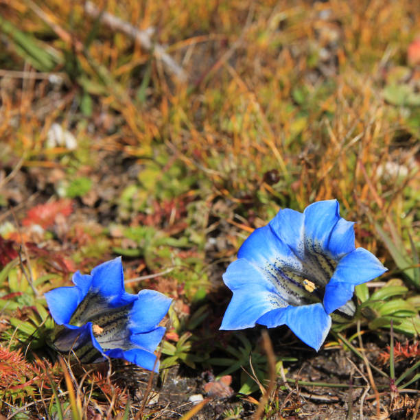Enzian, willow gentian, Gentiana asclepiadea is a beautiful mountain flower