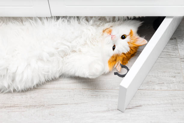 istock cute white cat climbed under the closet 2200383237