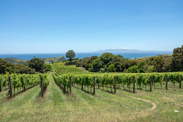 istock Vineyard landscape with ocean view in Waiheke Island. 2200383369