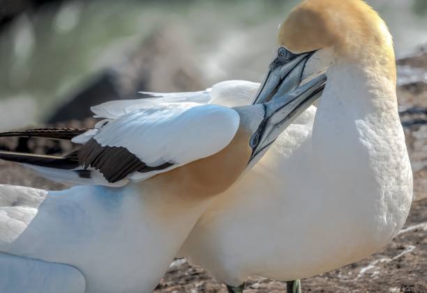 istock Northern Gannets Bonding on a Rocky Shore 2200383383