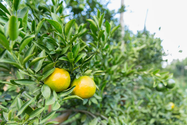 istock Business concept nature revolves around citrus orchard orange tree are growing, vibrant fruit organic lush leaves creating stunning background, green garden of thriving crop ripe laden with branches 2200383658
