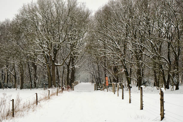 Winter scene showing a beautifully quiet snowy coutryside landscape in the Twente region, near the city of Enschede in the Netherlands.