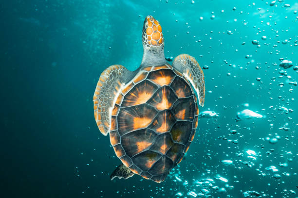 istock A baby green sea turtle (Chelonia mydas) gracefully swims through turquoise waters, surrounded by tiny rising bubbles as it makes its way toward the ocean’s surface 2200384779