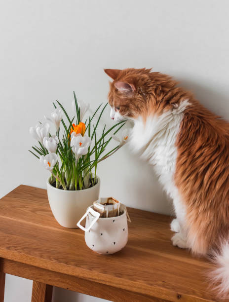 istock A curious red cat, crocuses in a pot, coffee dripping in a ceramic cup on a wooden console 2200385017
