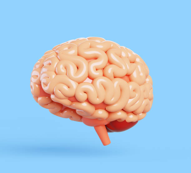 istock Human brain 3d render icon. Realistic anatomy organ of central nervous system. Isolated cerebrum, neocortex, spinal cord. Head mind for education, health, neurology medicine science 2200385268