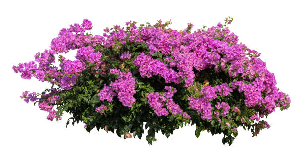 istock Tropical plant pink flower bush tree isolated on white background with clipping path. 2200386751