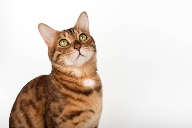 istock Studio portrait of young bengal cat looking away on white background. 2200386872