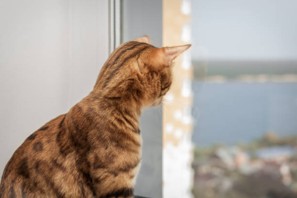 The ginger cat looks out the window with interest.