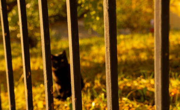 Sibiu, Romania - October 20, 2024: Black cat behind the fence in golden light.