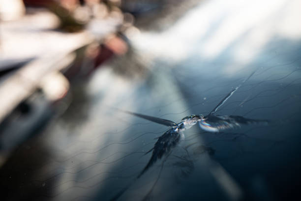damaged windscreen, heated car window - damaged - replacement required
